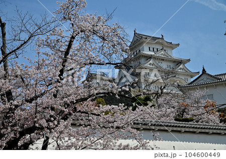 姫路城と桜 104600449
