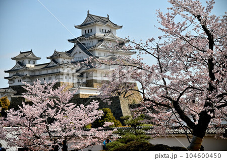 姫路城と桜 104600450