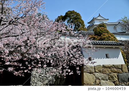 姫路城と桜 104600459