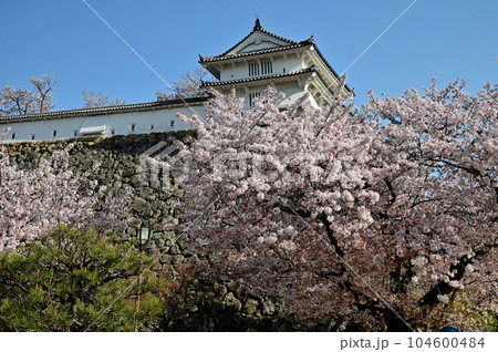 姫路城と桜 104600484