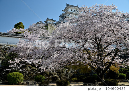 姫路城と桜 姫路城と桜 104600485