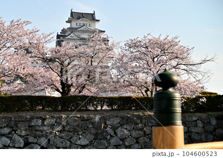 姫路城と桜 104600523