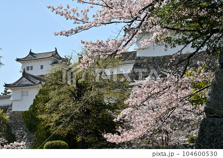 姫路城と桜 姫路城と桜 104600530