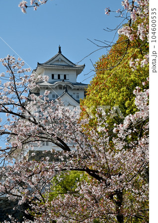 姫路城と桜 104600535