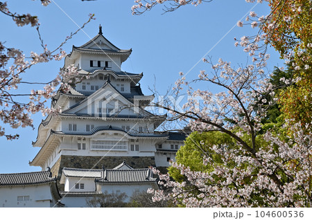 姫路城と桜 姫路城と桜 104600536