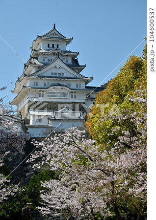 姫路城と桜 姫路城と桜 104600537