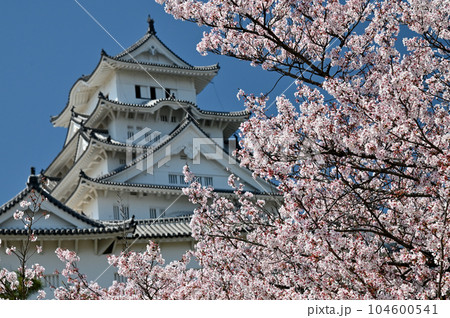 姫路城と桜 104600541