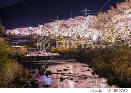 宮城野早川堤の桜 宮城野早川堤の桜 104600729