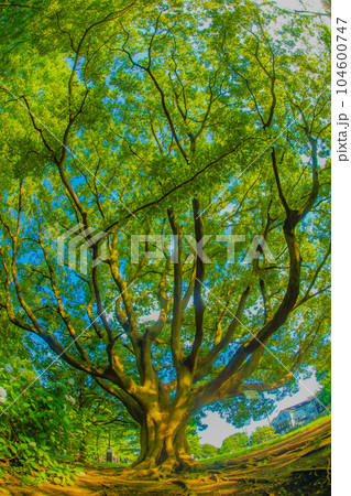 井の頭恩賜公園の大木 104600747