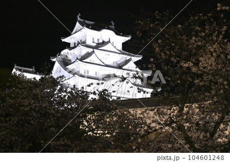 姫路城のライトアップと桜 104601248