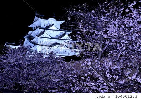 姫路城のライトアップと桜 104601253