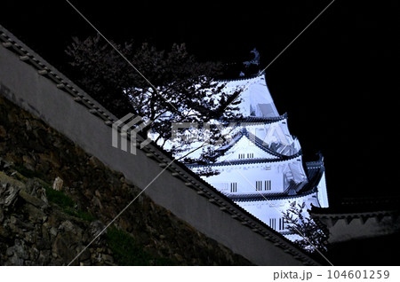 姫路城のライトアップと桜 姫路城のライトアップと桜 104601259