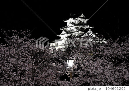 姫路城のライトアップと桜 104601292
