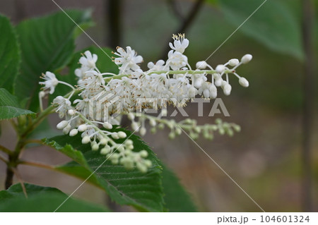 リョウブの花 104601324