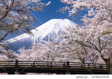《山梨県》富士山と桜満開の新名庄川・忍野村 104602026