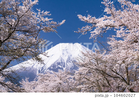 《山梨県》富士山と桜満開の新名庄川・忍野村 104602027
