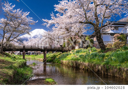 《山梨県》富士山と桜満開の新名庄川・忍野村 104602028