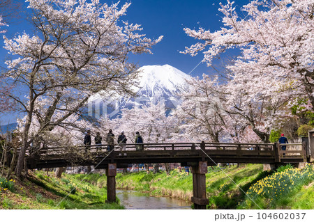 《山梨県》富士山と桜満開の新名庄川・忍野村 《山梨県》富士山と桜満開の新名庄川・忍野村 104602037