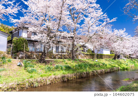 《山梨県》桜満開の新名庄川・忍野村 104602075