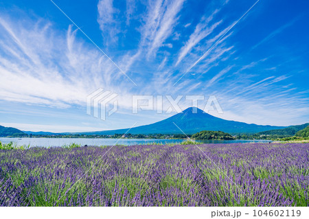 (山梨県)夏空の下、大石公園のラベンダーと富士山 (山梨県)夏空の下、大石公園のラベンダーと富士山 104602119