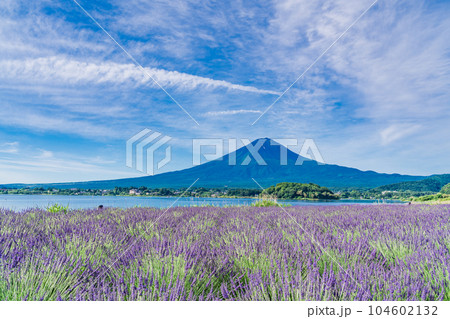 (山梨県)夏空の下、大石公園のラベンダーと富士山 (山梨県)夏空の下、大石公園のラベンダーと富士山 104602132