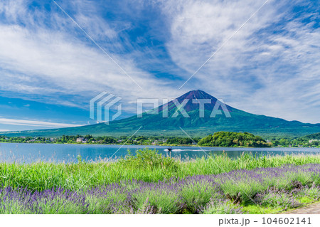 （山梨県）夏空の下、大石公園のラベンダーと富士山 104602141
