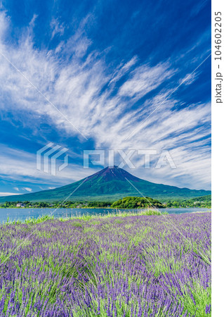 （山梨県）夏空の下、大石公園のラベンダーと富士山 104602205