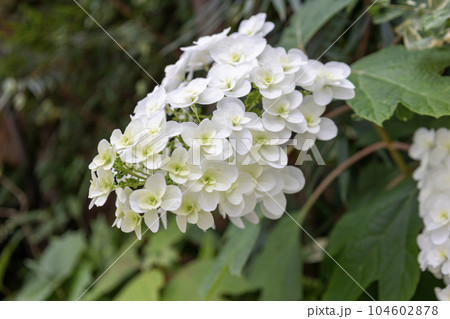 カシワバアジサイの白い花 カシワバアジサイの白い花 104602878