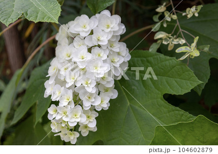 カシワバアジサイの白い花 カシワバアジサイの白い花 104602879