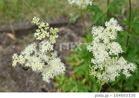 セイヨウナツユキソウ(バラ科)の多年草 セイヨウナツユキソウ(バラ科)の多年草 104603330