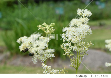 セイヨウナツユキソウ（バラ科）の多年草 104603386