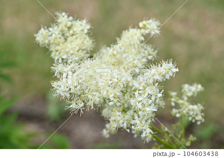 セイヨウナツユキソウ（バラ科）の多年草 104603438