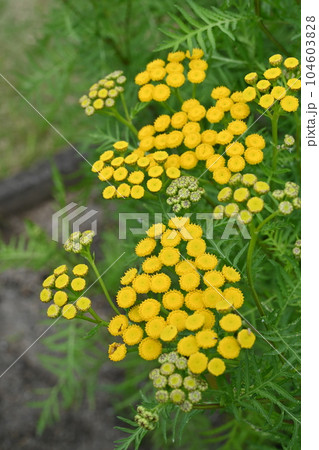 ヨモギギク(キク科)の多年草 ヨモギギク(キク科)の多年草 104603828