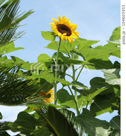 夏の花、元気なヒマワリ 104603955