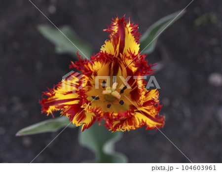 Red and yellow bright flowers of tulips during the day. Large tulip flowers. Spring garden. Red and yellow bright flowers of tulips during the day. Large tulip flowers. Spring garden. 104603961