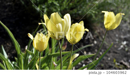 Yellow juicy tulip flowers in the afternoon. Large tulip flowers. Spring garden. Yellow flowers. Yellow juicy tulip flowers in the afternoon. Large tulip flowers. Spring garden. Yellow flowers. 104603962