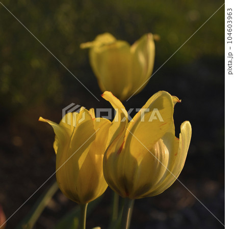 Yellow juicy tulip flowers in the afternoon. Large tulip flowers. Spring garden. Yellow flowers. 104603963