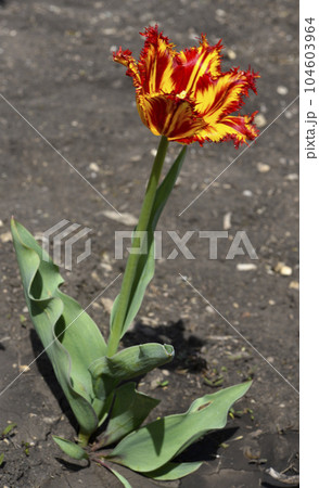 Red and yellow bright flowers of tulips during the day. Large tulip flowers. Spring garden. Red and yellow bright flowers of tulips during the day. Large tulip flowers. Spring garden. 104603964