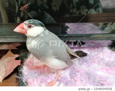 手乗りの桜文鳥 手乗りの桜文鳥 104604008