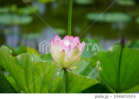 蓮の花 蓮の花 104605024