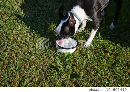 The dog drinks water. The dog drinks water. 104605419