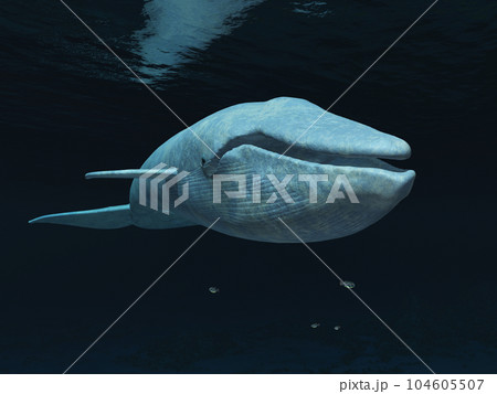 Blue whale in the open sea Blue whale in the open sea 104605507