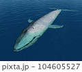 Blue whale in the open sea 104605527