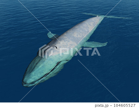 Blue whale in the open sea 104605527