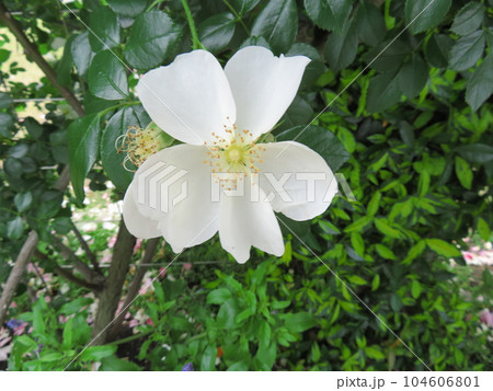 春のバラ フラウホレ 104606801