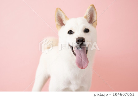 ピンクバックで微笑む白い柴犬のバストアップ 104607053
