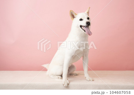 ピンクバックで微笑む白い柴犬 104607058