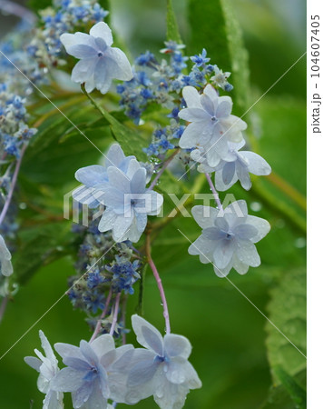 ガクアジサイ 八重咲き 雨粒付き ガクアジサイ 八重咲き 雨粒付き 104607405