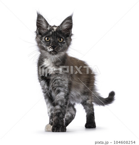 Maine Coon cat kitten on white background Maine Coon cat kitten on white background 104608254