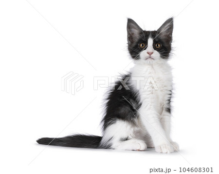 Maine Coon cat kitten on white background Maine Coon cat kitten on white background 104608301